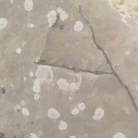 گمشده