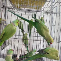 انواع پرندگان دستی سخنگو زینتی، کاسکو، راهب، طوطی|پرنده|شیراز, درکی|دیوار