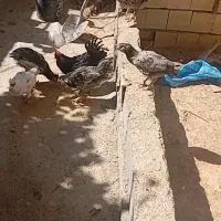 ۲۷۰۰