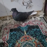 ماده زاغ دم سفید|پرنده|بروجرد, |دیوار