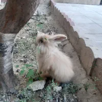 خرگوش نیم لوپ نژاد جرسی