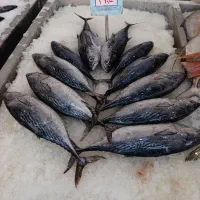 ماهی بدون استخوان جنوب|ماهی|اهر, |دیوار