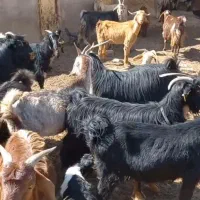 بز داشتی کردی آبستن