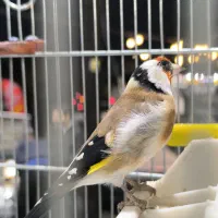 سهره نر انتیک|پرنده|قدس, شهر‌قدس|دیوار