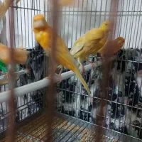 ۱۵ عدد قناری نرو ماده|پرنده|بروجرد, |دیوار