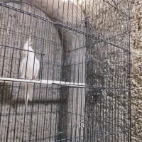 عروس هلندی البینیو