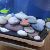 ماهی تایگر بارب|ماهی|ری, سیزده آبان|دیوار