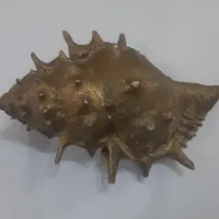 صدف و مرجان دریایی
