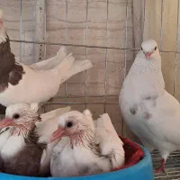 طوقی مولد با جوجه