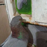 کفتر گوگ ماده|پرنده|امیدیه, |دیوار