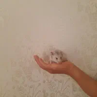 همستر جذاب و دوس داشتنی