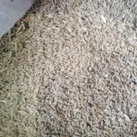 گندم دیم رقم کوهدشت