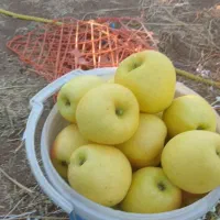 سرخ سیب|خوردنی و آشامیدنی|امام, |دیوار