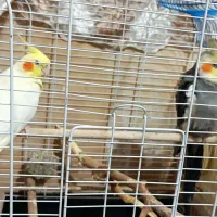 عروس هلندی اهلی