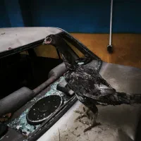 مرغ لاری اصیل