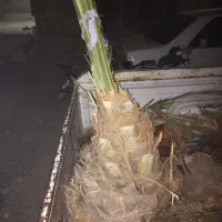 نحال بزرگ شندشکن
