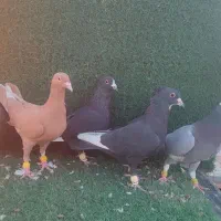 کفتر|پرنده|شیراز, وزیرآباد|دیوار