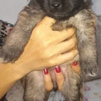 اشپیتز پامر