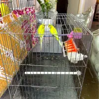 مرغ عشق مولد جفت