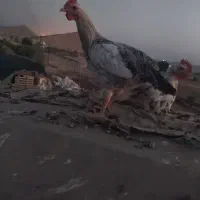 خروس محلی.گچساران|حیوانات مزرعه|آبپخش, |دیوار