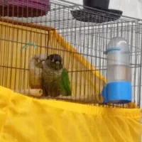 پرنده گرینچیک سخنگو|پرنده|اهواز, نادری|دیوار