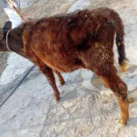 گوساله نر|حیوانات مزرعه|ایجرود, |دیوار