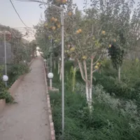 اجاره روزانه/هفتگی/ماهانه ویلا ۵۲۰ متری|اجارهٔ کوتاه‌مدت ویلا و باغ|پاکدشت, |دیوار