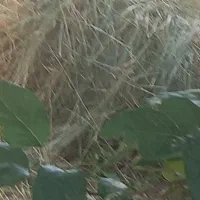 علوفه سواوتو