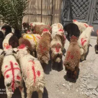 گوسفندوبره فروشی چاق چاق((همراه باقصاب رایگان))|حیوانات مزرعه|اهواز, اسلام آباد غربی|دیوار