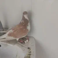 کفتر شهری|پرنده|شیراز, قلات|دیوار