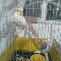 عروس هلندی نرو ماده