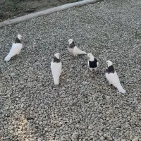 کبوتر طوقی در سعدآباد