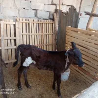 گاوجرسی|حیوانات مزرعه|مهر, |دیوار