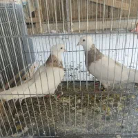 کبوتر دمبی
