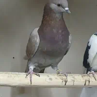 کبوتر فروشی