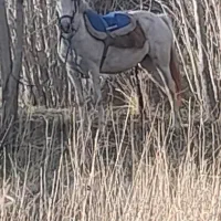 اسب مادیان با کره مادیان