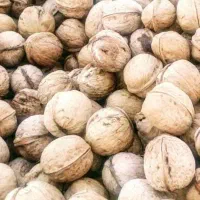 گردو خورشتی