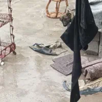 سگگ|سگ|جیرفت, |دیوار