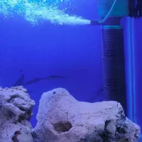 حراج سالن تکثیر ماهی