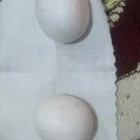 سنگ|جواهرات|زاهدان, |دیوار