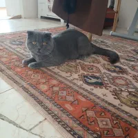 گربه اسکاتیش فولد اصل