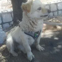 سگ اشپیتز ماده