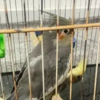 جوجه عروس هلندی