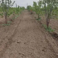 هرس وقطع درختان خانگی باغی