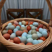 جوجه مرغ و خروس لاکندزی تخم سبز