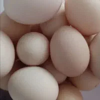 سلام تخم مرغ نطفه داردارم برای فروش