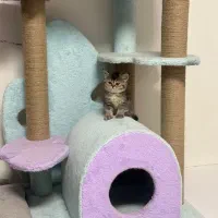 بریتیش ماده