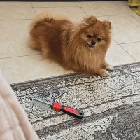 پامرخرسی|سگ|تبریز, |دیوار