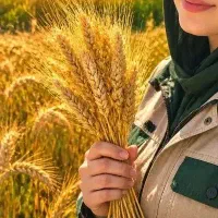 برنامه کود دهی به گندم و جو به صورت رایگان