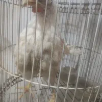 مرغ